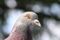 Pigeon head eyes
