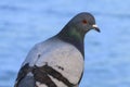 Pigeon with head turned, blue water