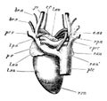 Pigeon Heart, vintage illustration