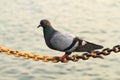 Pigeon hold on chain string