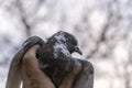 A hand holding a tainted pigeon