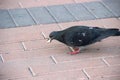 a pigeon holds a crumb of bread in its beak. a dove on a pink street tile. bird in the urban environment Royalty Free Stock Photo