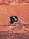 Pigeon Hole in Agra Fort