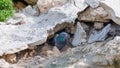 Pigeon Hole: Limestone Caves Royalty Free Stock Photo
