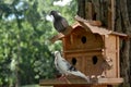 Pigeon-house