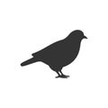 Pigeon icon