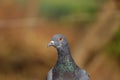 Pigeon image, full HD