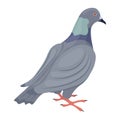 Pigeon. Image of a pigeon, rear view. City bird. The pigeon is standing on the floor. Vector illustration isolated on a