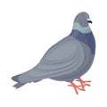 Pigeon. Image of a pigeon side view of a city bird. The pigeon is standing on the floor. Vector illustration isolated on