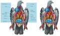Pigeon internal anatomy Royalty Free Stock Photo