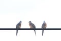 Pigeon Island on the electric cable on the white background Royalty Free Stock Photo