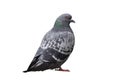 Pigeon Isolated on White Royalty Free Stock Photo