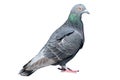 Pigeon isolated on white background. Grey dove body portrait. wildlife of gray birdie. Concept of freedom elegance, faith and hope