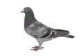 pigeon isolated on white. Royalty Free Stock Photo