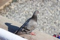 Pigeon and its shadow