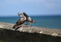 Pigeon kiss