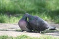 Pigeon