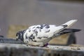 A young pigeon with grey nech and while feather