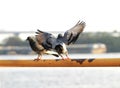 Pigeon landing to hold metal bar