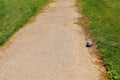 Pigeon laying on an asphalt path