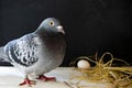 Pigeon laying egg in home loft