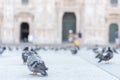 Pigeon laying on the paving of the Milan Cathedral square