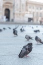 Pigeon laying on the paving of the Milan Cathedral square