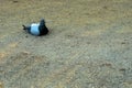 Pigeon laying on tar with a severe look