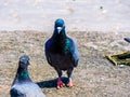 Pigeon with leg injuries recovered