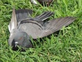 Pigeon lies in the grass with an open wing