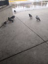 Pigeon life