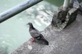 Pigeon Life