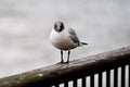 Pigeon living his best life along the River Thames