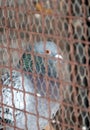 Pigeon locked in a cage