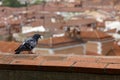 Pigeon looking at city Royalty Free Stock Photo