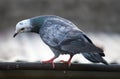 Pigeon looking down Royalty Free Stock Photo