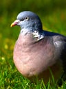 Pigeon in denmark Royalty Free Stock Photo