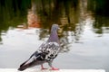 Pigeon looking at the river. Dove with blurred background