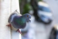 The Pigeon Is Looking To The Camera In Front Of The Window Royalty Free Stock Photo