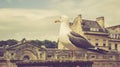 A pigeon looking to the Pulteney Bridge Royalty Free Stock Photo