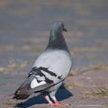 Pigeon looking to the right Royalty Free Stock Photo