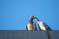 A pigeon love couple is sitting on the edge of a solar panel against a blue sky Royalty Free Stock Photo