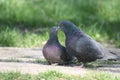 Pigeon, Love Story Royalty Free Stock Photo