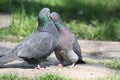 Pigeon, Love Story Royalty Free Stock Photo