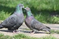 Pigeon, Love Story