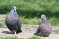 Pigeon, Love Story Royalty Free Stock Photo