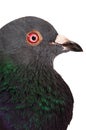 Pigeon - Macro Portrait