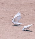 Pigeon male bird impresses his girl friend, full wingspan landing on the ground, on top of white lady pigeon Royalty Free Stock Photo