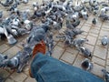 Pigeon on a man`s foot