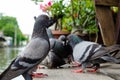 Pigeon Royalty Free Stock Photo